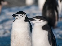 JAS 1506  Pingwiny Policjanici czyli Chinstrap (pasaty pod podbródkiem?)