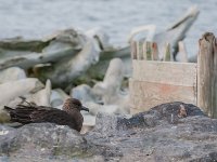 JAS 1862  Skua - popularny ptaszor w tamtych rejonach