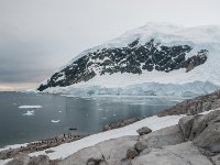 JAS 2375  Neko Harbour - zejście na kontynent - no i wszędzie pingwiny