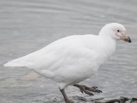 JAS 2571