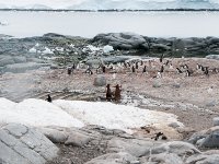 JAS 2713  Port Lockroy było miejscem kaźni wielorybów - widać jeszcze pozostałości dwóch łodzi i wyciągarki